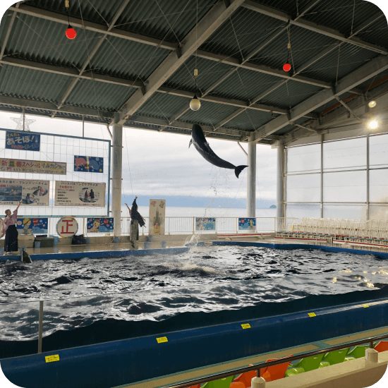 志布志湾大黒　イルカランド